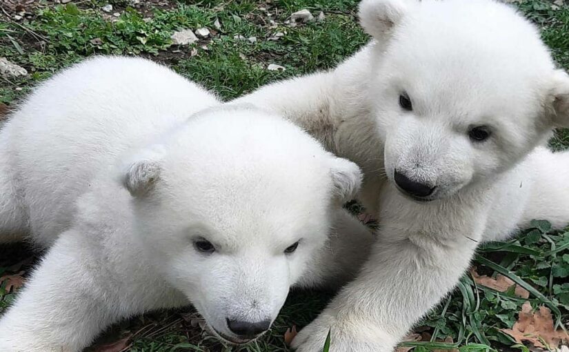В сафари-парка Геленджика дали имя белым медвежатам