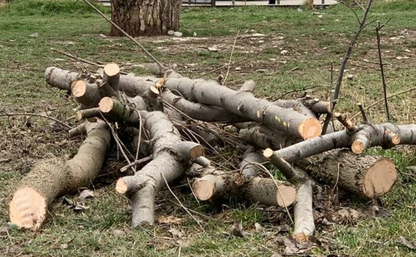 Чиновники Новороссийска готовы рубить деревья, чтобы «спасти» федеральный ручей у Пионерской рощи