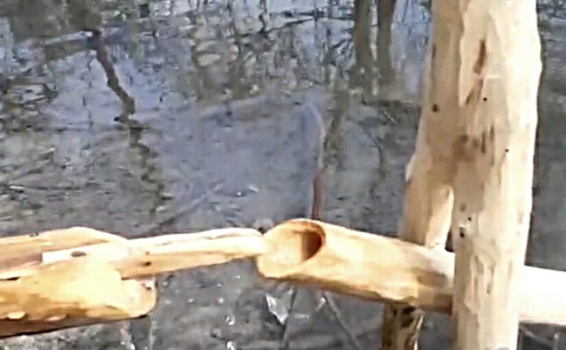 Спасет ли Сиси Одоси от гибели ручей в Пионерской роще Новороссийска (видео)