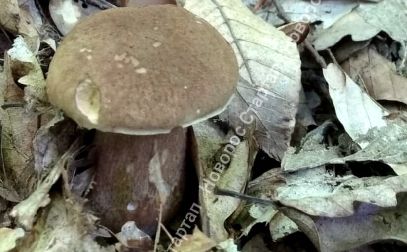 В Новороссийске пришла пора грибных гурманов