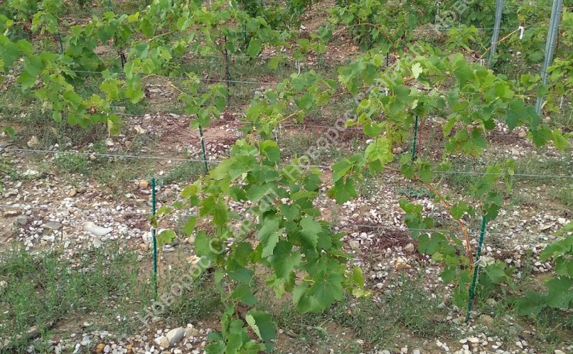 Для ГК «Абрау-Дюрсо» создают свой виноградный питомник