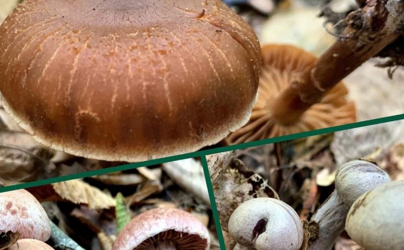 Какие грибы нельзя собирать в окрестностях Новороссийска (видео)
