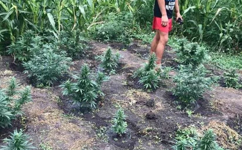 Житель Новороссийска во дворе выращивал 11 кустов конопли и готовил себе марихуану