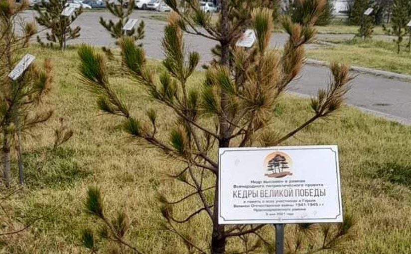 На Малой земле в Новороссийске стали чахнуть кедровые сосны