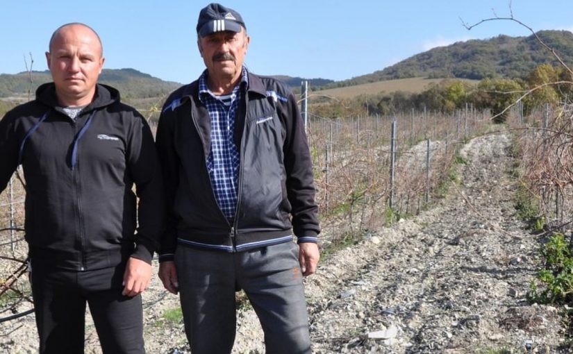 За уборку винограда в Абрау-Дюрсо благодарили бригаду из Дагестана
