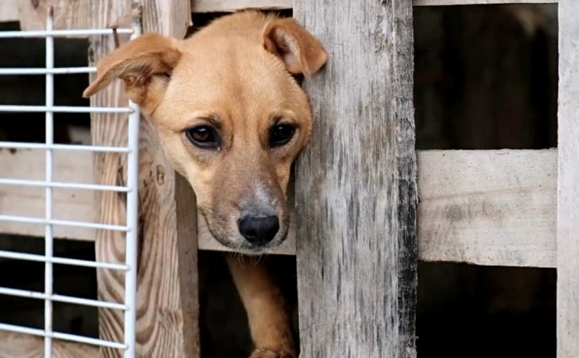 Работники «Черномортранснефти» передали 300 килограммов корма геленджикским бездомным собакам