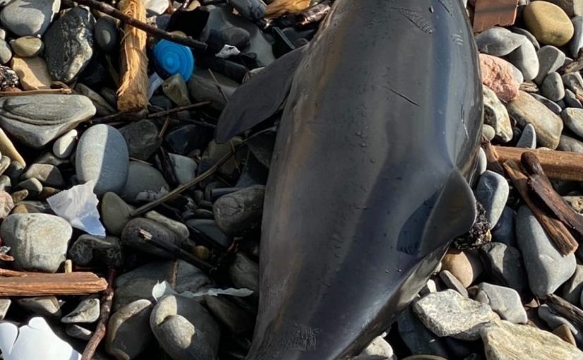 На пляже Новороссийска обнаружили погибшего дельфина со следами зубов