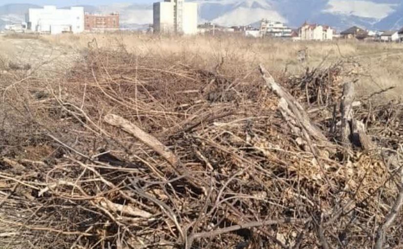 В администрации Новороссийска придумали утилизировать елки на месте канализационных стоков