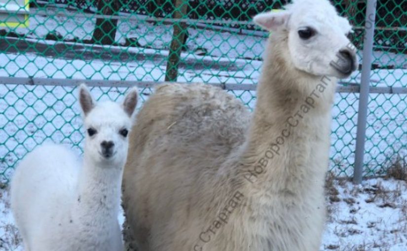 В зоопарке Новороссийска появились малыши — альпака и колобус