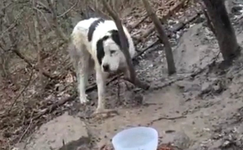 В окрестностях Новороссийска собаку привязали к дереву и оставили умирать