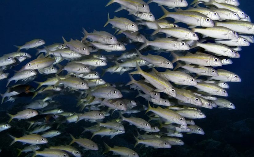 В Черном море нашлось колоссальное количество рыбы над слоем сероводорода