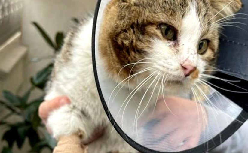 В кота, который стал талисманом ресторана в Абрау-Дюрсо, стреляли из воздушки