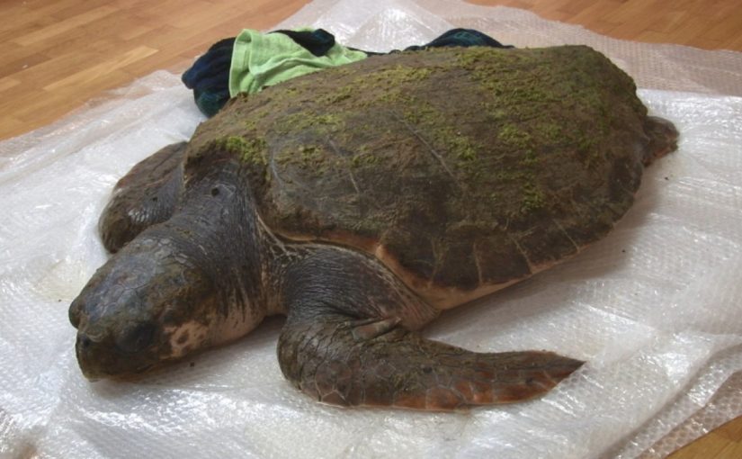 В Анапе на берег выбросило простуженную черепаху-исполина. Когда-то такая доплыла до Новороссийска