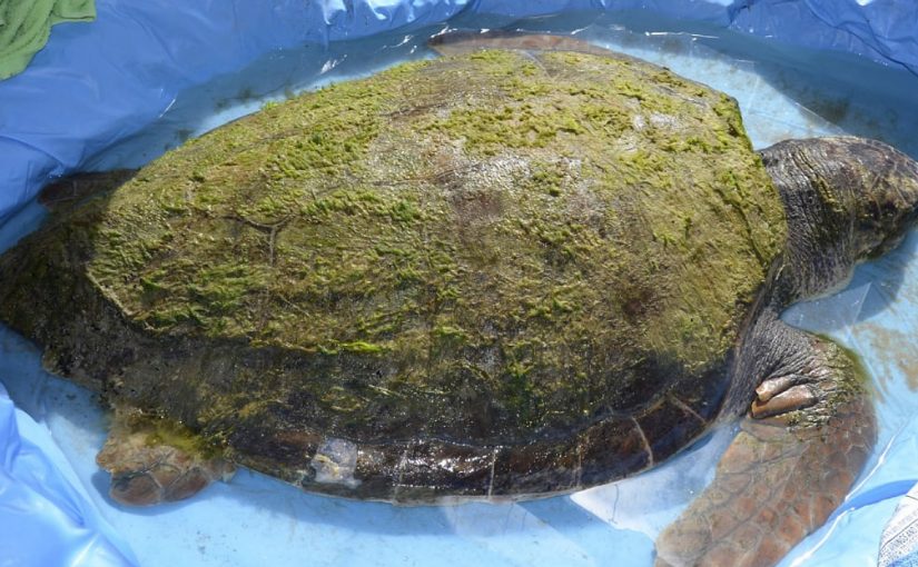 Как спасают головастую черепаху, выплывшую на берег Анапы
