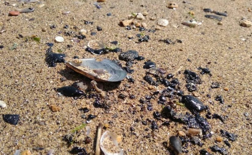 Пляжи Анапы загрязнены мазутом. Его принесло из Новороссийска?