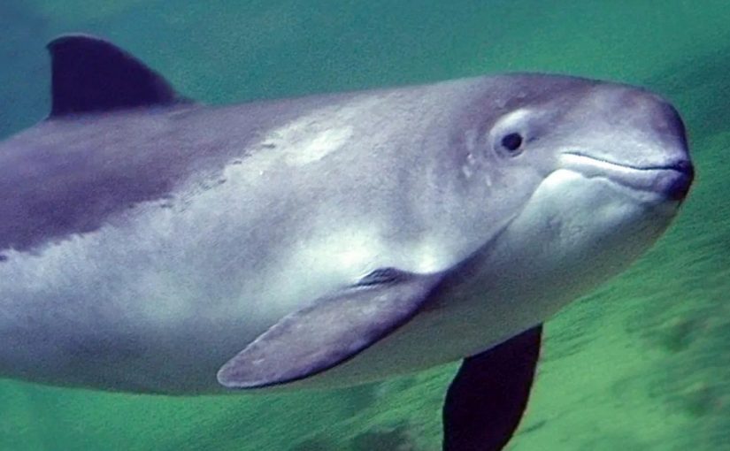 Волонтеры из Новороссийска и Геленджика спасали дельфина-азовку