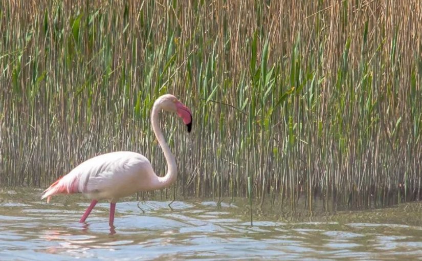 В Новороссийске можно полюбоваться розовым фламинго