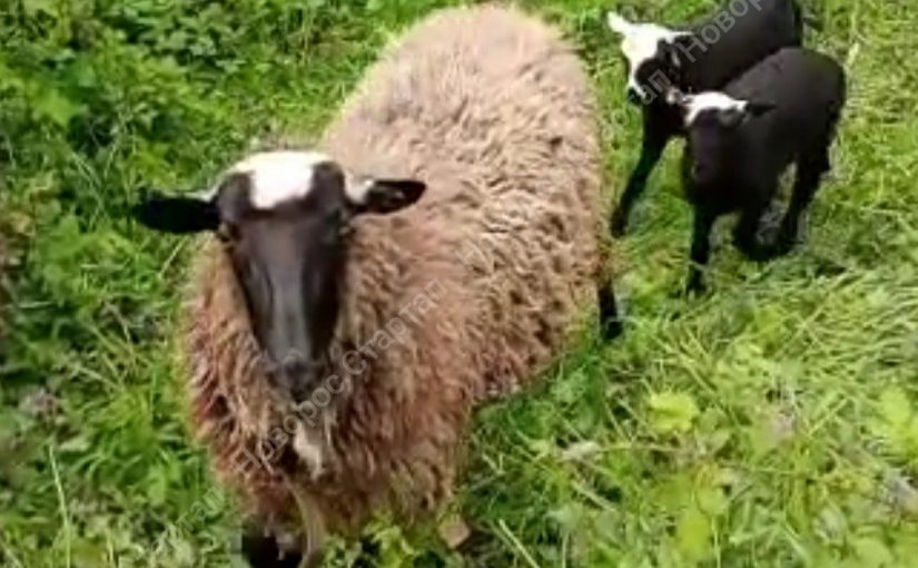 Новороссийский фермер научил ходить овечек строем (видео)