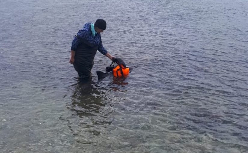 В Новороссийске требуются добровольцы для спасения дельфинихи с малышом
