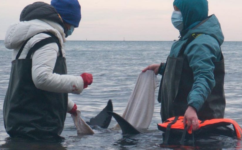 Загрязнение воды исключили из причин гибели дельфинов на Черном море?