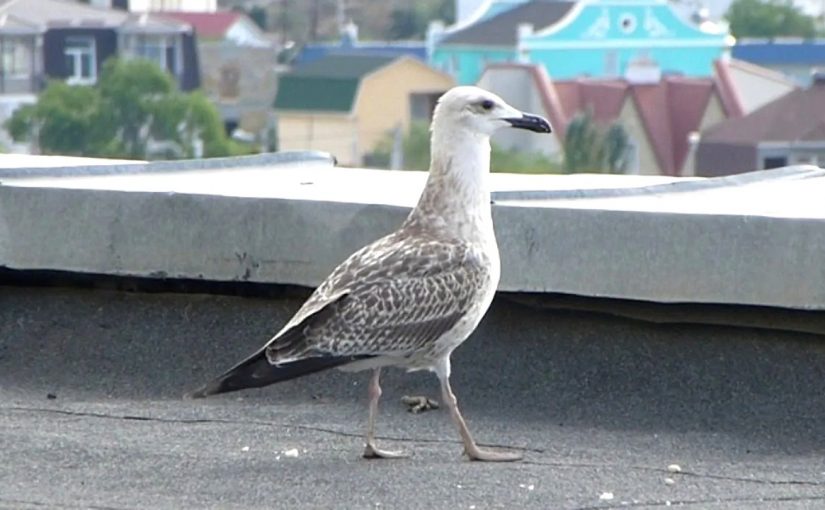 В Новороссийске чайки пытались сбросить с крыши рабочих
