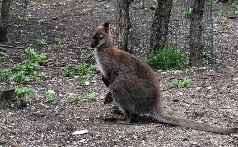 В зоопарке под Новороссийском малыш-кенгуру изучает окружающий мир из сумки (видео)