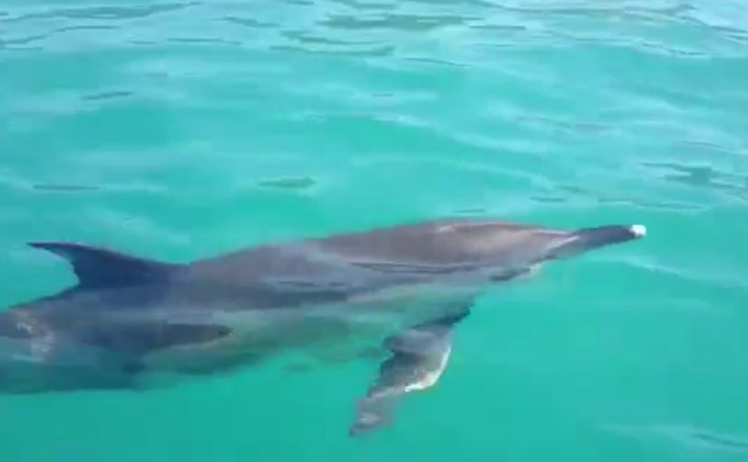 Неподалеку от Новороссийска рыбаки подружились с дельфином по имени Вася (видео)