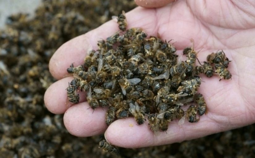 Виноваты ли виноградари, что в окрестностях Абрау-Дюрсо гибнут пчелы?
