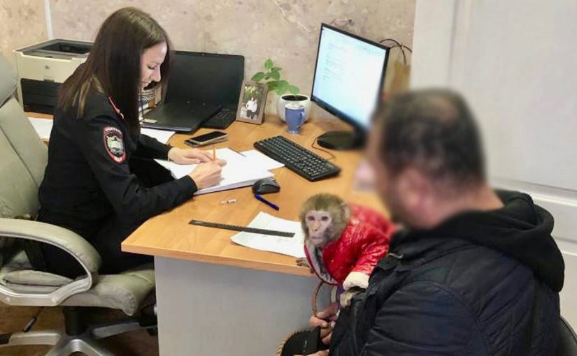 В Новороссийске накажут фотографа за незаконный бизнес с обезьянкой