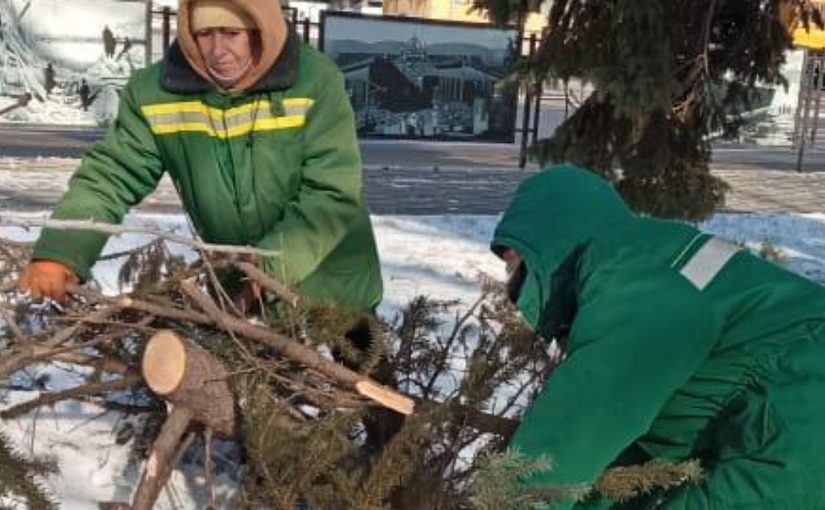 Новороссийсцы могут забрать остатки поваленных норд-остом деревьев для отопления