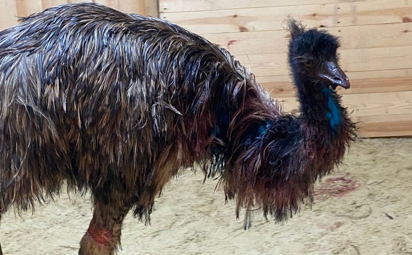 В новороссийском зоопарке лечат сбежавшего страуса и держат за него кулачки (видео)