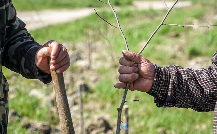На Больших хуторах под Новороссийском пенсионер высадил акациевую рощу. Не украдут?