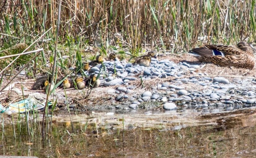 У птиц на Суджукской лагуне Новороссийска выводятся птенцы, но люди не дают им покоя