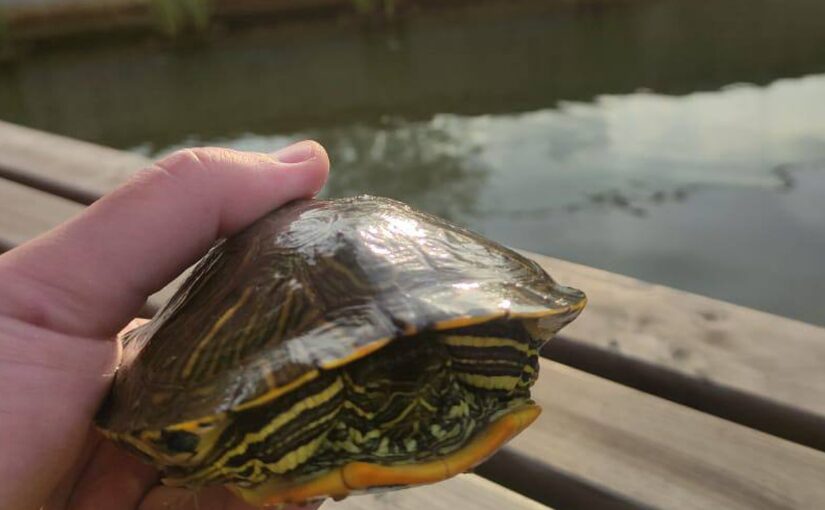 Можно ли красонухих черепах из парка Фрунзе переносить на Южные пруды Новороссийска