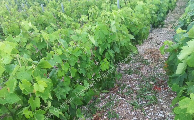 В окрестностях Абрау-Дюрсо хотят заложить 130 гектаров виноградников