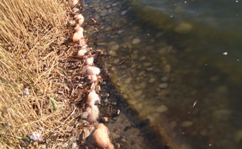 Приоткрыта загадка розово-оранжевой пены в Суджукской лагуне Новороссийска