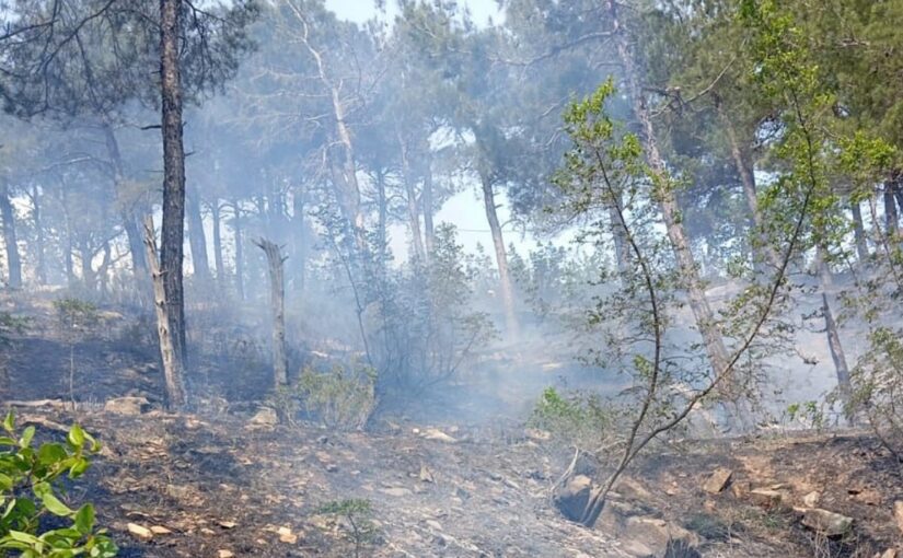 В Геленджике тушат два лесных пожара