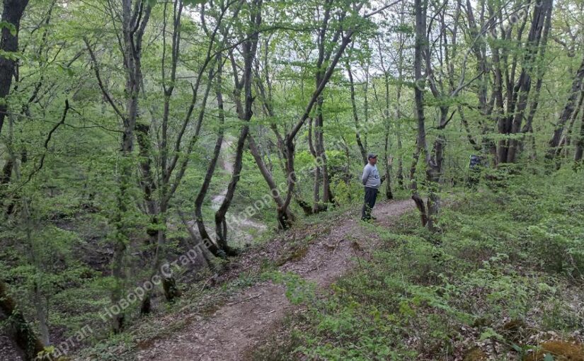 В Новороссийске молодой человек заманил девушку  в лес и… оставил без телефона